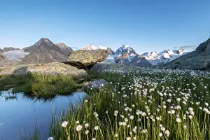 Swissalps Prints: Cotton grass surrounded by snowy peaks at summer Fuorcla Surlej St