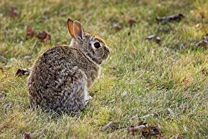 Cottontail rabbit on urban lawn Winnipeg, Manitoba, Canada