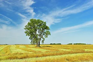 Manitoba Prints: Cottonwood and canola Dugald, Manitoba, Canada
