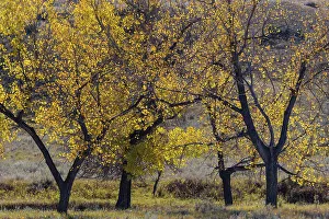 Carvings Prints: Cottonwood trees in autumn