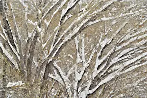 Branches Prints: Cottonwoods with fresh snow, Grand Staircase Escalante National Monument, Utah, USA
