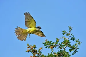 Seasonal Resident Prints: Couch's Kingbird (Tyrannus couchii), Rio Grande City, Texas, USA