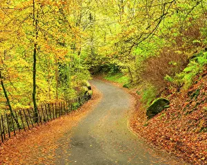 Lane Prints: Country Lane in Autumn, Ambleside, Lake District National Park, Cumbria, England
