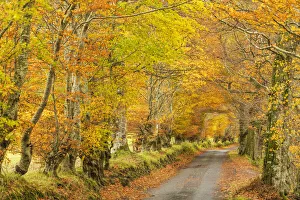 Kinross Prints: Country Lane in Autumn, Glen Lyon, Perth & Kinross, Scotland