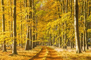 Country Lane in Autumn, Thetford Forest, Norfolk, England
