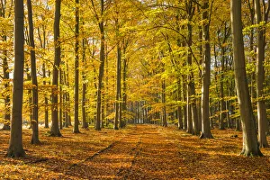 Environmental Prints: Country Lane in Autumn, Thetford Forest, Norfolk, England
