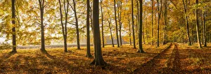 Country Lane in Autumn, Thetford Forest, Norfolk, England
