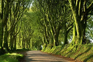 July Prints: Country lane under avenue of trees
