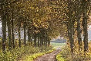 Beech Trees Prints: Country lane leading through an avenue of colourful autumnal trees, Dorset, England