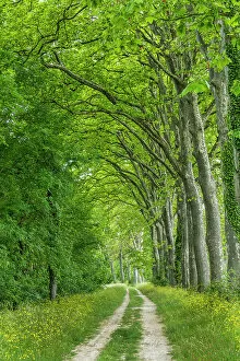 Images Dated 1st July 2022: Country Lane Lined by Sycamore Trees, Aude, Occitanie, France