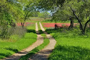 Pastures Prints: Country lane passing through wildflowers- paintbrush and bluebonnets