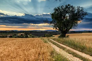 Sun Ray Prints: Country Lane & Tree, Valensole Plateau, Provence, France
