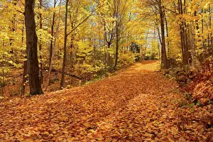 Acer Saccharum Prints: Country road covered with autumn leaves Fairbanks Provincial Park, Ontario, Canada