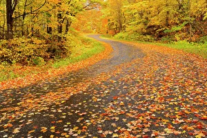 Cottage Country Prints: Country road draped in autumn leaves Goulais River, Ontario, Canada
