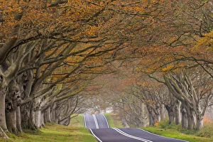 Country road passing through a tunnel of colourful autumnal beech trees, Dorset, England