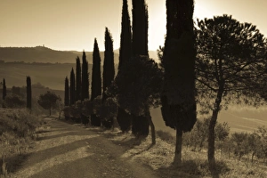 Tuscany Prints: Country Road Towards Pienza