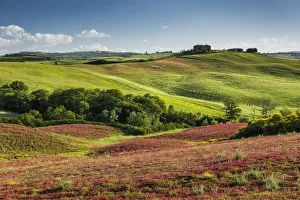 Country Prints: Countryside of Clover, Tuscany, Italy