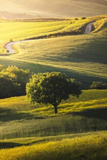 Countryside with hills and trees between Pienza and San Quirico d Orcia;Val d'
