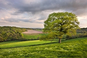 Countryside near Nymet Rowland, Devon, England. Spring (May) 2009