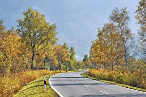 Birch Prints: Countryside street and birches - Germany, Bavaria, Upper Bavaria