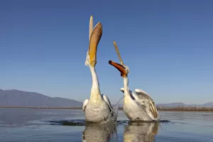Images Dated 11th February 2020: A couple of Dalmatian pelicans with their beaks open eat fish on lake Kerkini