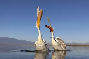 Southern Prints: A couple of Dalmatian pelicans with their beaks open eat fish on lake Kerkini