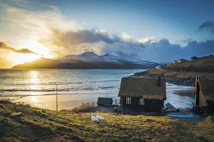 Turf House Prints: A couple of geese in front of turf houses in Leynar. Streymoy, Faroe Islands