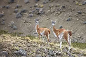 Herbivorous Prints: A couple of guanacos inside the natural reserve of the Estancia 25 de Mayo, El Calafate