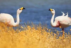 Salt Lake Gallery: A couple of James flamingos (Phoenicoparrus Jamesi) in Canapa Lake, Potosi, Bolivia
