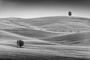 Wheat Prints: A couple of lonely trees stand out from the bare landscape among the rolling hills of Tuscany