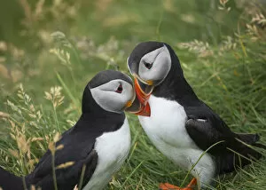 Images Dated 12th August 2021: A couple of puffins kissing. Mykines, Faroe Islands