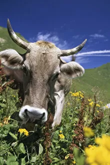 Agrarian Gallery: Cow in the Alps, Oberstdorf, Allgaeu, Bavaria, Germany