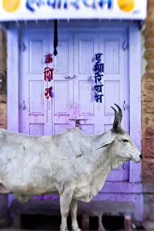 Jodhpur Gallery: Cow in doorway, Jodhpur, Rajasthan, India