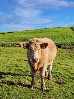 Aillte An Mhothair Gallery: Cow on a field, Cliffs of Moher Walking Trail, County Clare, Ireland
