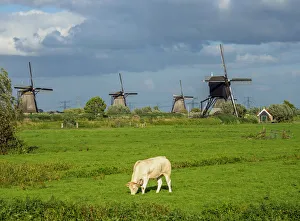 Cow on a field and Windmills in Kinderdijk, UNESCO World Heritage Site, South Holland