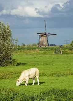 Polder Prints: Cow on a field and Windmills in Kinderdijk, UNESCO World Heritage Site, South Holland