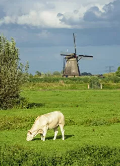 Cow on a field and Windmills in Kinderdijk, UNESCO World Heritage Site, South Holland