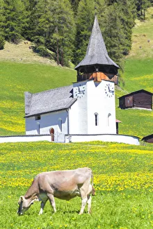 Breeding Prints: Cow grazing in front of the church of Davos Frauenkirch, Parc Ela, Prettigau / Davos