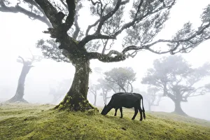 Cattle Prints: Cow grazing under the majestic laurel trees in the mist, Fanal forest, Madeira island
