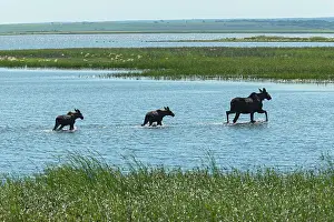 Alces Alces Prints: Cow moose (Alces alces) with two calves crossing Whitemouth Lake Melita, Manitoba, Canada