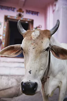 Cow outside house, Bundi, Rajasthan, India