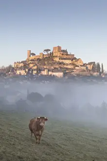 Limousin Prints: A cow stands in front of the hilltop village of Turenne surrounded by mist, Correze