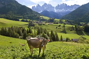 Images Dated 28th June 2011: Cow in valley, Italy, near Bolzano, Val di Funes, St. Magdalena and Dolomites