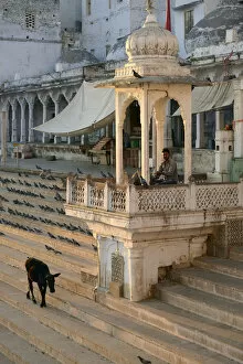 Drum Collection: Cow walking on steps along Holy Bath, Pushkar, Rajasthan, India
