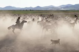 Dust Gallery: A cowboy in the dust with Yilki horses, Cappadocia, Nevsehir Province, Central Anatolia, Turkey