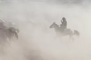Images Dated 26th July 2022: A cowboy in the dust with Yilki horses, Cappadocia, Nevsehir Province, Central Anatolia, Turkey