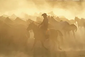 Kapadokya Prints: Cowboy herding a herd of Yilki horses sunset