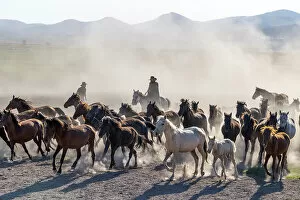 Images Dated 26th July 2022: A cowboy rounding up Yilki horses, Cappadocia, Nevsehir Province, Central Anatolia, Turkey