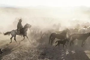 Images Dated 26th July 2022: A cowboy rounding up Yilki horses, Cappadocia, Nevsehir Province, Central Anatolia, Turkey