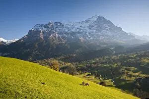 Images Dated 22nd April 2009: Cows Grazing in Alpine Meadow, Eiger & Grindelwald, Berner Oberland, Switzerland